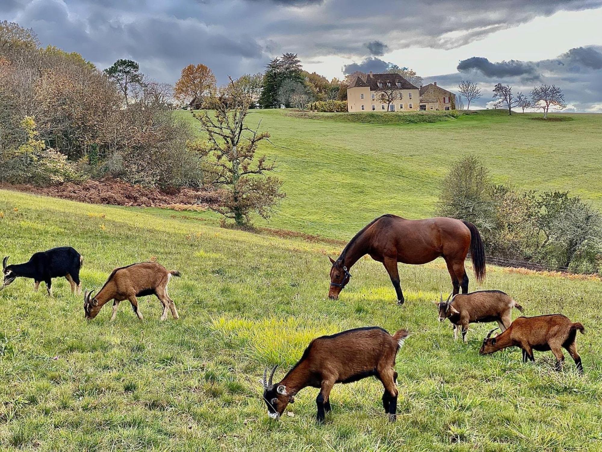 Domaine de Cazal - Gîte 2 pers Saint-Cyprien  Esterno foto